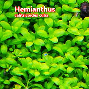 Hemianthus calitricoides cuba